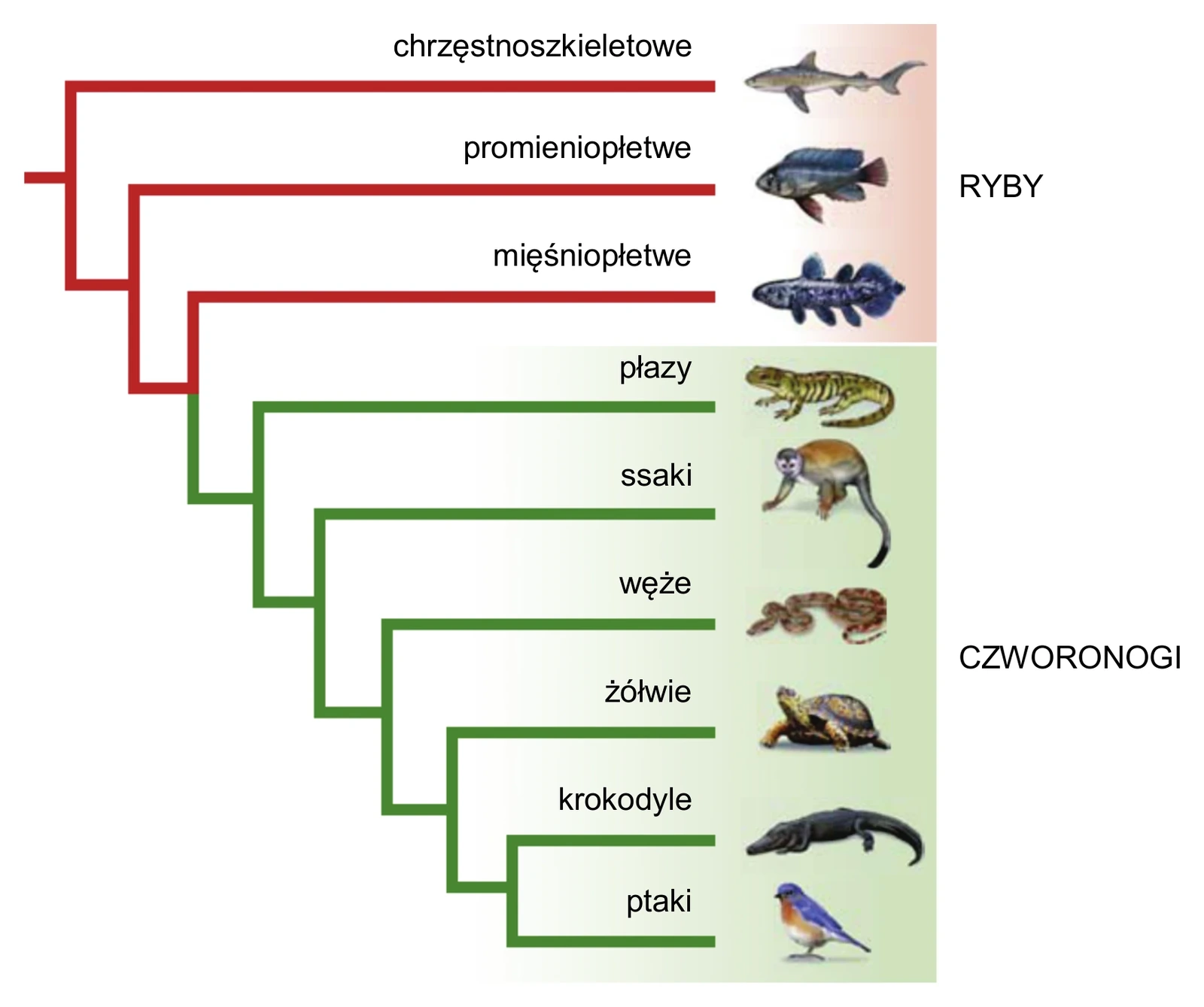 Biologia, poziom rozszerzony, matura próbna styczeń 2026 CKE — Zadanie 17 · Arkusz CKE styczeń 2026 (biologia R) · CKE · dozwolony użytek (art. 27 pr. aut.)