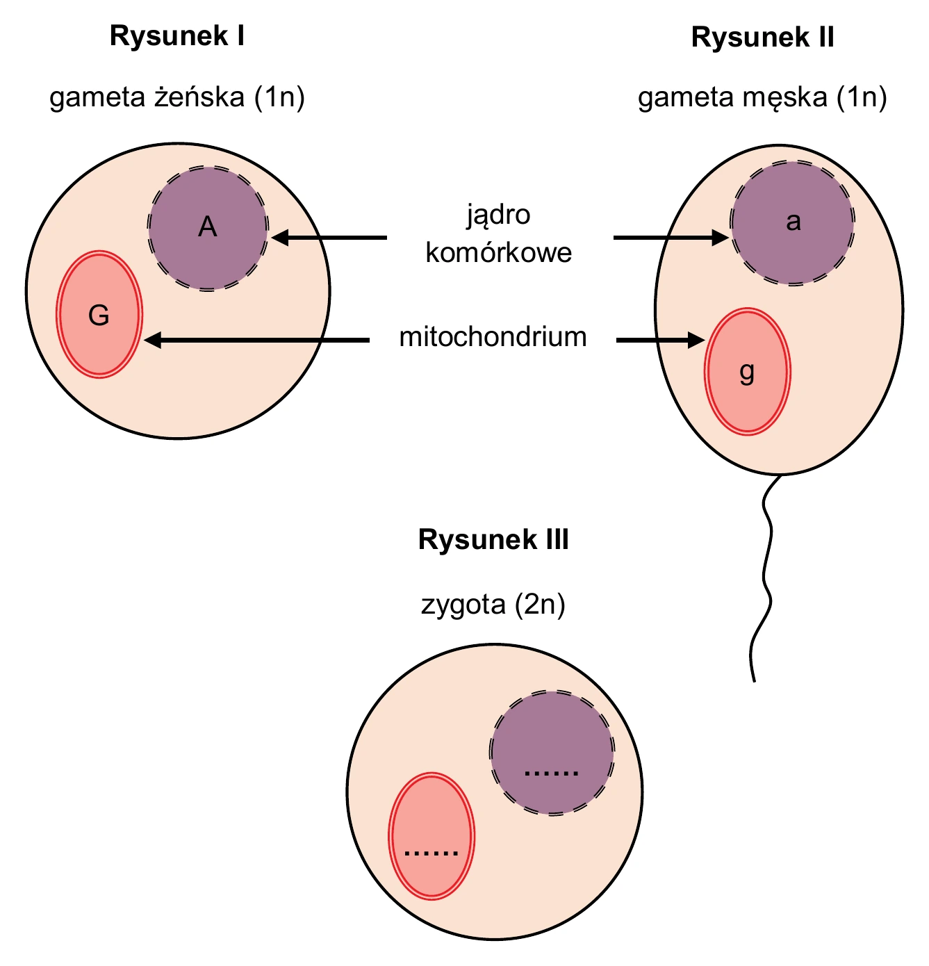 Biologia, poziom rozszerzony, matura próbna styczeń 2026 CKE — Zadanie 18 · Arkusz CKE styczeń 2026 (biologia R) · CKE · dozwolony użytek (art. 27 pr. aut.)