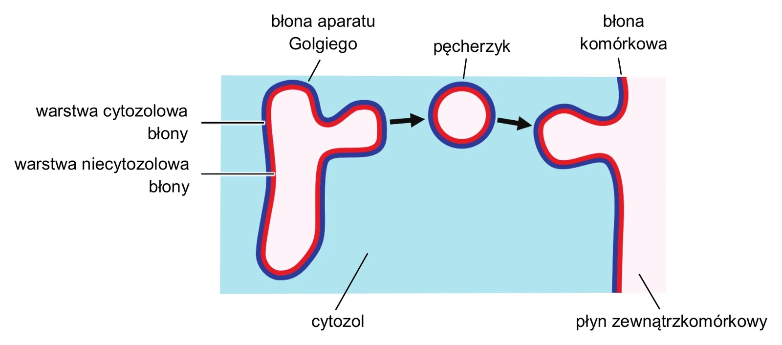 Biologia, poziom rozszerzony, matura próbna styczeń 2026 CKE — Zadanie 2 · Arkusz CKE styczeń 2026 (biologia R) · CKE · dozwolony użytek (art. 27 pr. aut.)