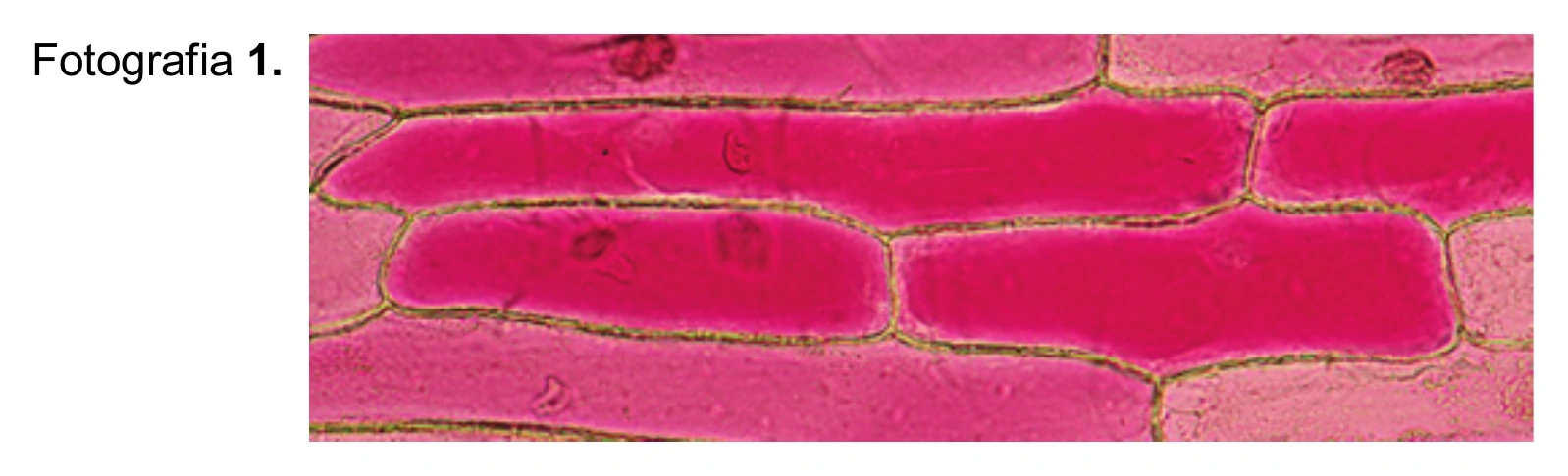 Biologia, poziom rozszerzony, matura próbna styczeń 2026 CKE — Zadanie 3, materiał 1 · Arkusz CKE styczeń 2026 (biologia R) · CKE · dozwolony użytek (art. 27 pr. aut.)