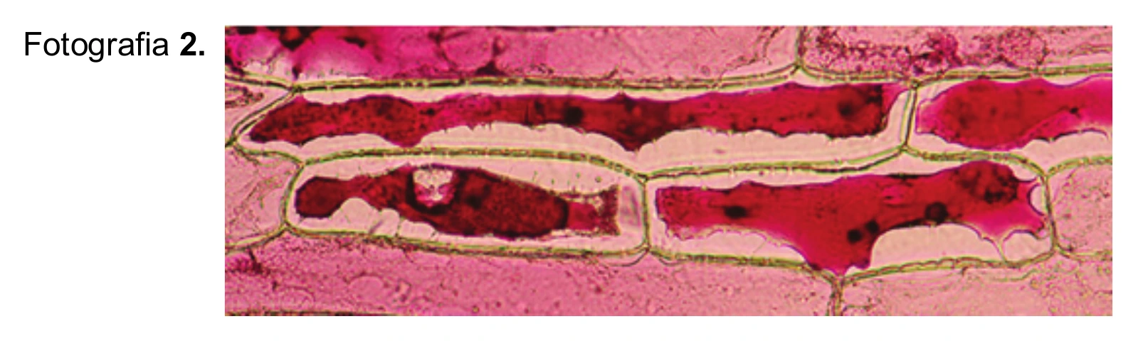 Biologia, poziom rozszerzony, matura próbna styczeń 2026 CKE — Zadanie 3, materiał 2 · Arkusz CKE styczeń 2026 (biologia R) · CKE · dozwolony użytek (art. 27 pr. aut.)