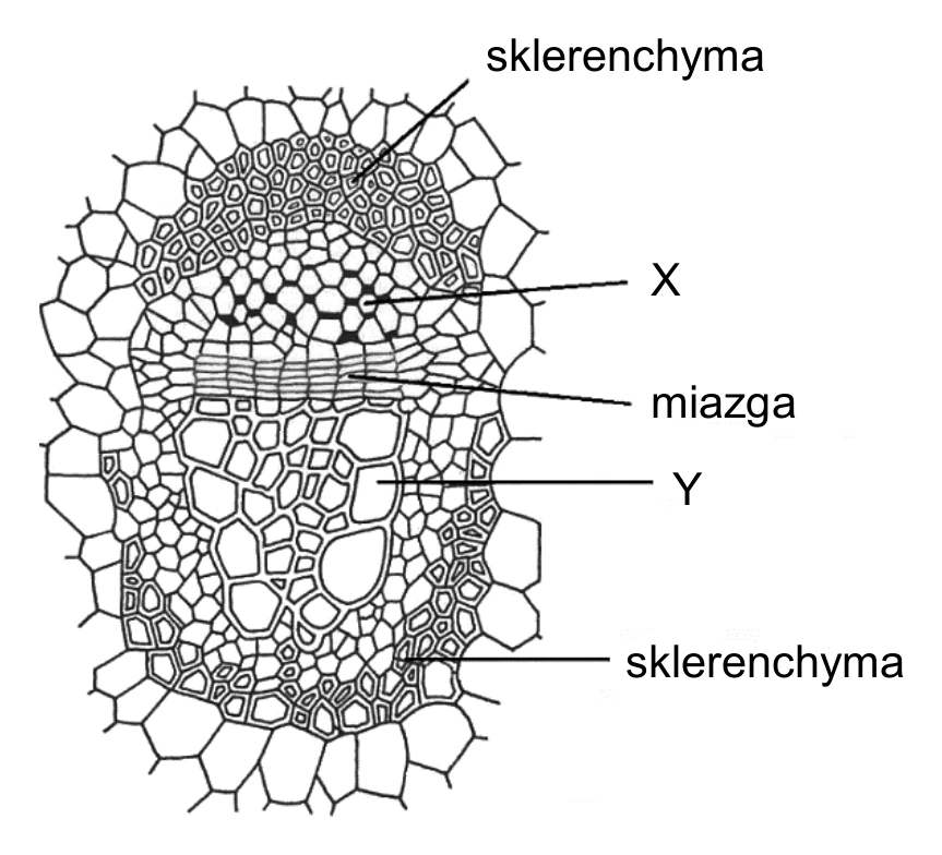 Biologia, poziom rozszerzony, matura próbna styczeń 2026 CKE — Zadanie 4 · Arkusz CKE styczeń 2026 (biologia R) · CKE · dozwolony użytek (art. 27 pr. aut.)