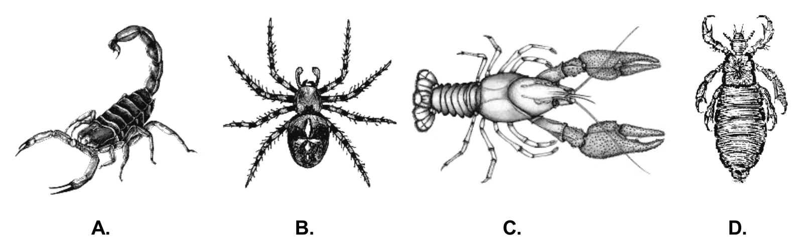 Biologia, poziom rozszerzony, matura próbna styczeń 2026 CKE — Zadanie 7 · Arkusz CKE styczeń 2026 (biologia R) · CKE · dozwolony użytek (art. 27 pr. aut.)