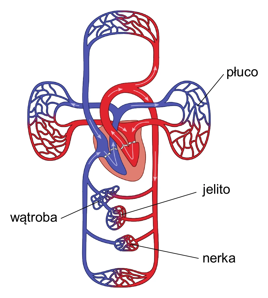 Biologia, poziom rozszerzony, matura próbna styczeń 2026 CKE — Zadanie 8 · Arkusz CKE styczeń 2026 (biologia R) · CKE · dozwolony użytek (art. 27 pr. aut.)