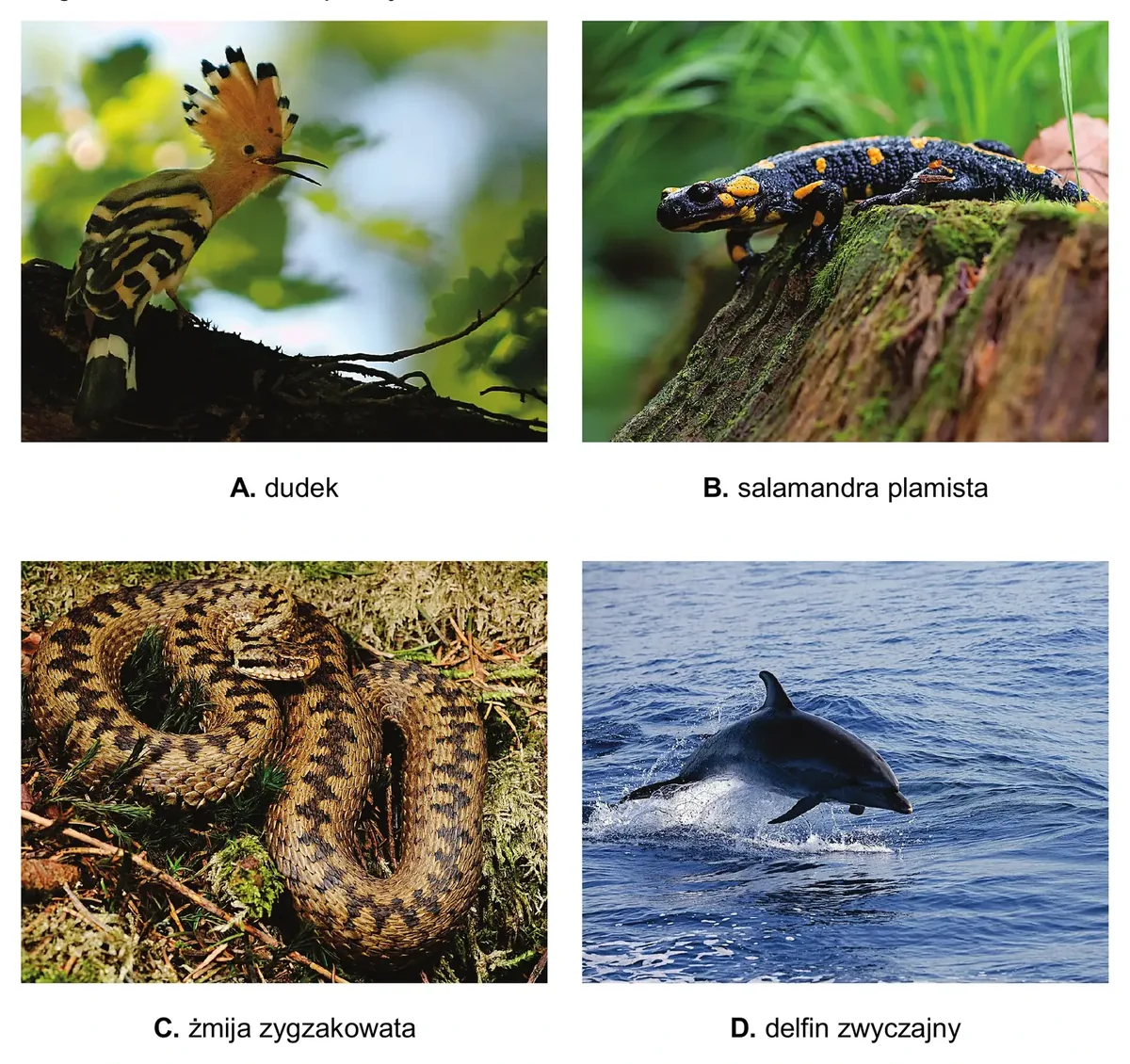 Biologia, poziom rozszerzony, matura próbna styczeń 2026 CKE — Zadanie 9 · Arkusz CKE styczeń 2026 (biologia R) · CKE · dozwolony użytek (art. 27 pr. aut.)
