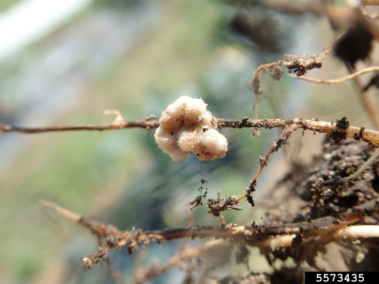Brodawki korzeniowe bobiku (Vicia faba, roślina motylkowa) zasiedlone przez bakterie Rhizobium — różowo-białe zgrubienia na korzeniu, w których zachodzi wiązanie azotu atmosferycznego (N₂) · źródło: Whitney Cranshaw (Colorado State University, Bugwood.org), Wikimedia Commons, CC BY 3.0
