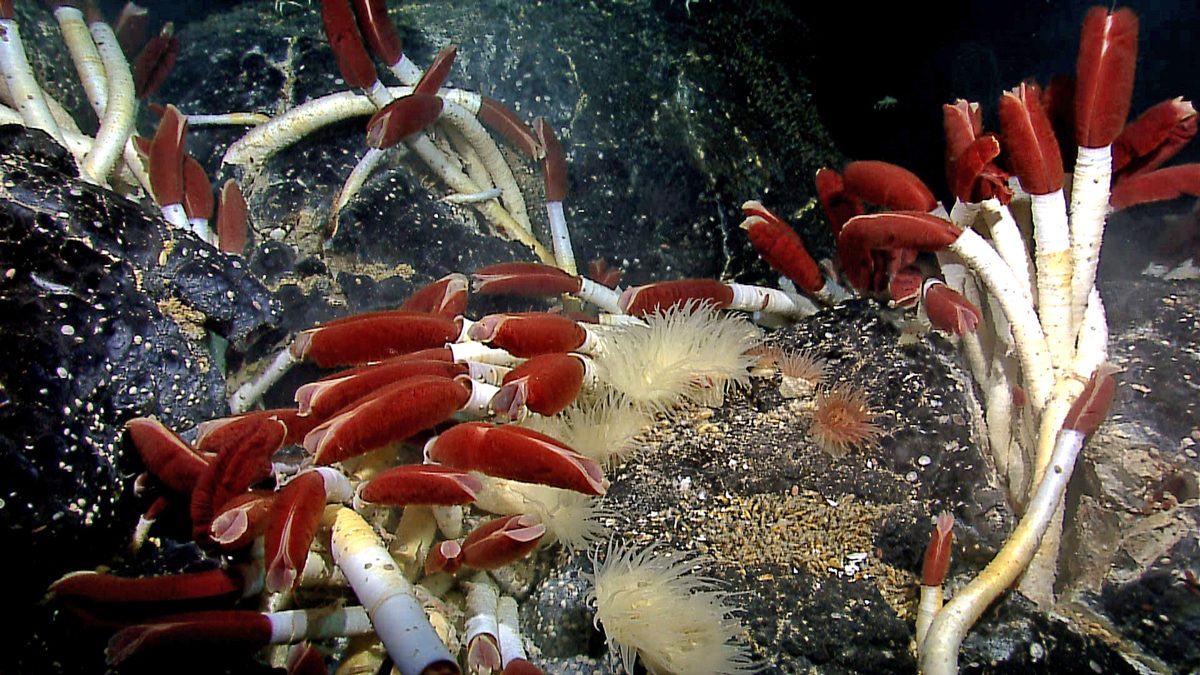 Chemosynteza w głębi oceanu: kolonia rurkoczułkowców Riftia przy kominie hydrotermalnym — żyją dzięki bakteriom utleniającym siarkowodór · źródło: NOAA, Wikimedia Commons, domena publiczna