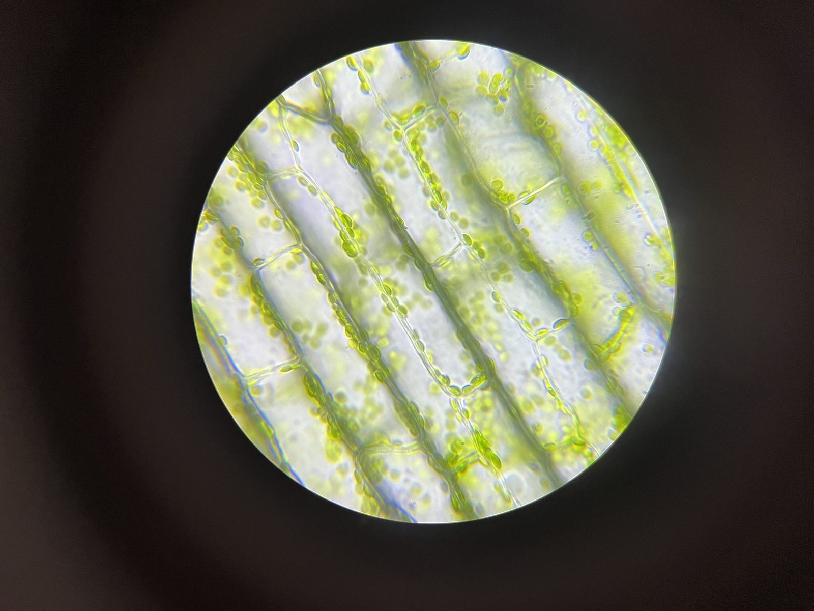 Komórki liścia moczarki (Elodea) pod mikroskopem — w prostokątnych komórkach liczne zielone, soczewkowate chloroplasty · źródło: ~delta, Wikimedia Commons, CC BY-SA 4.0