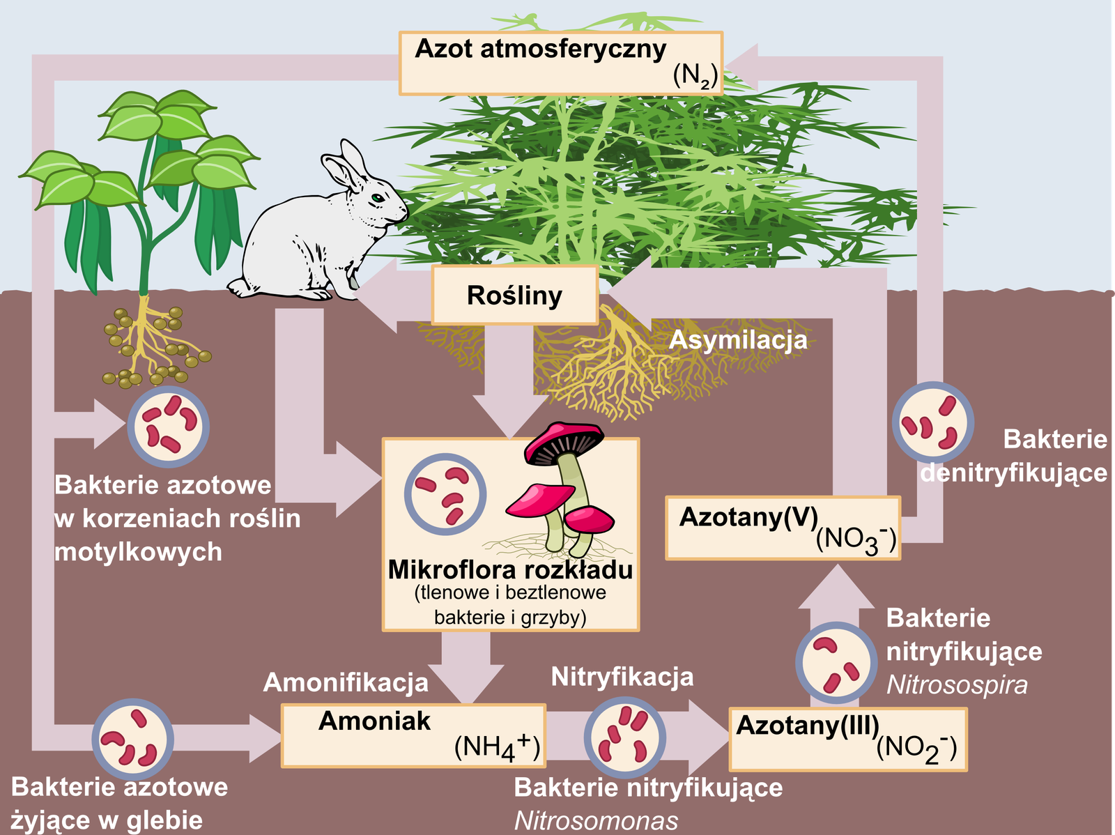 Obieg azotu: azot atmosferyczny (N₂) wiązany przez bakterie w korzeniach roślin motylkowych i w glebie, amonifikacja szczątków do amoniaku, nitryfikacja NH₄⁺ → azotany(III) → azotany(V), asymilacja azotanów przez rośliny i denitryfikacja zwracająca N₂ do atmosfery · źródło: Johann Dréo (User:Nojhan), Lukas3, Wikimedia Commons, CC BY-SA 3.0