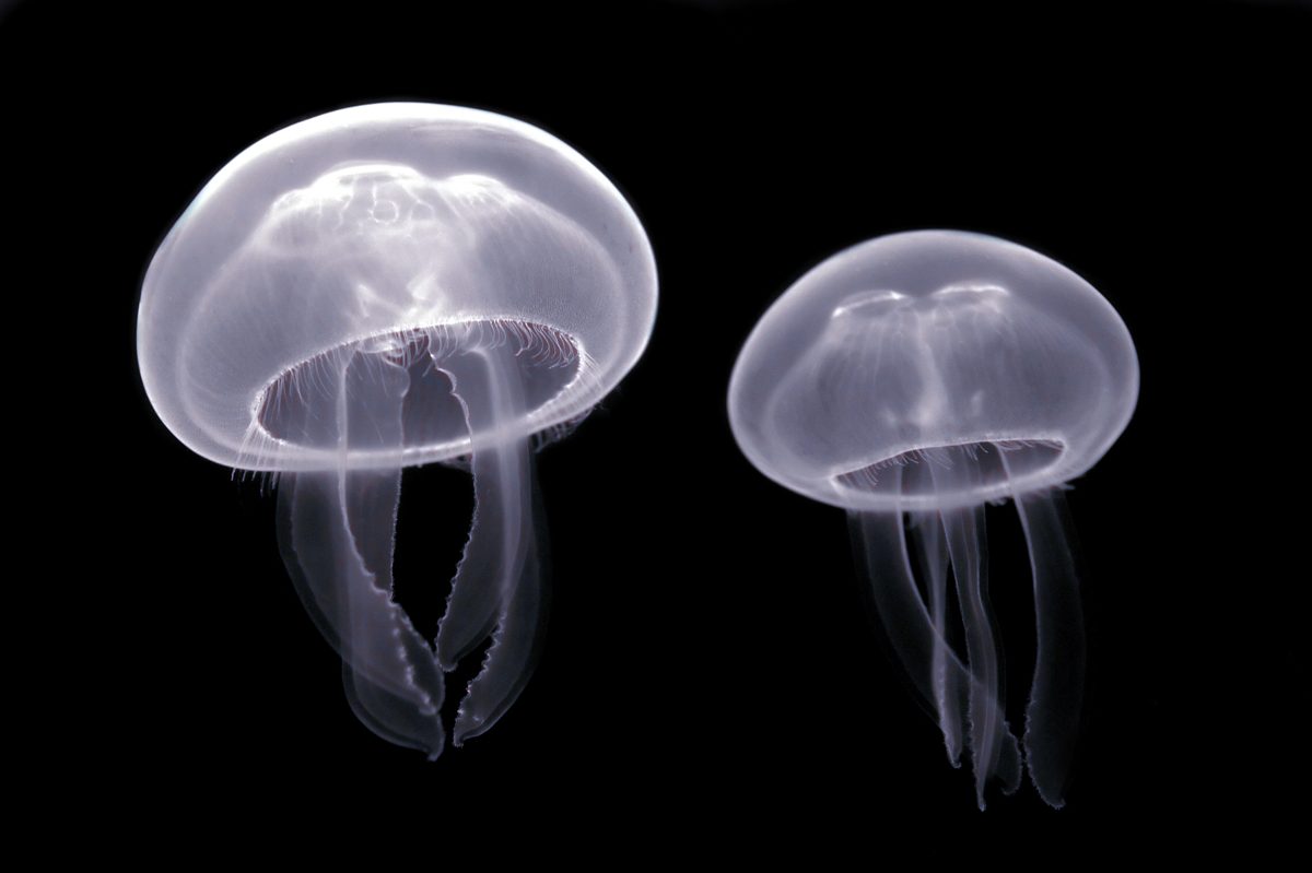 Parzydełkowiec — chełbia modra (Aurelia aurita), meduza z gromady krążkopławów · źródło: Luc Viatour / Lucnix.be, Wikimedia Commons, CC BY-SA 3.0
