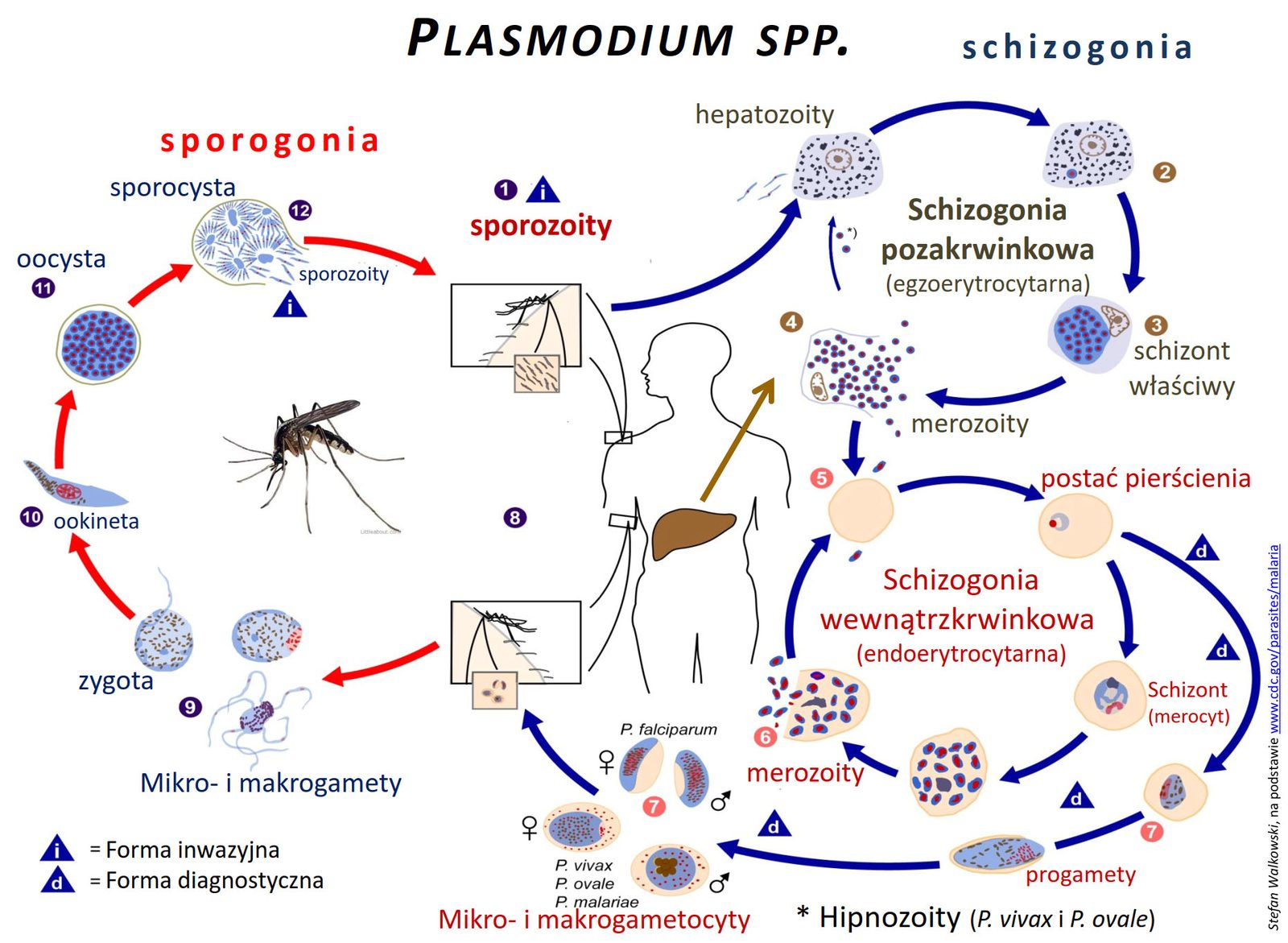 Cykl rozwojowy zarodźca malarii (Plasmodium): po lewej sporogonia w komarze (zygota → ookineta → oocysta → sporozoity), po prawej schizogonia w człowieku · źródło: S. Walkowski wg CDC, Wikimedia Commons, domena publiczna