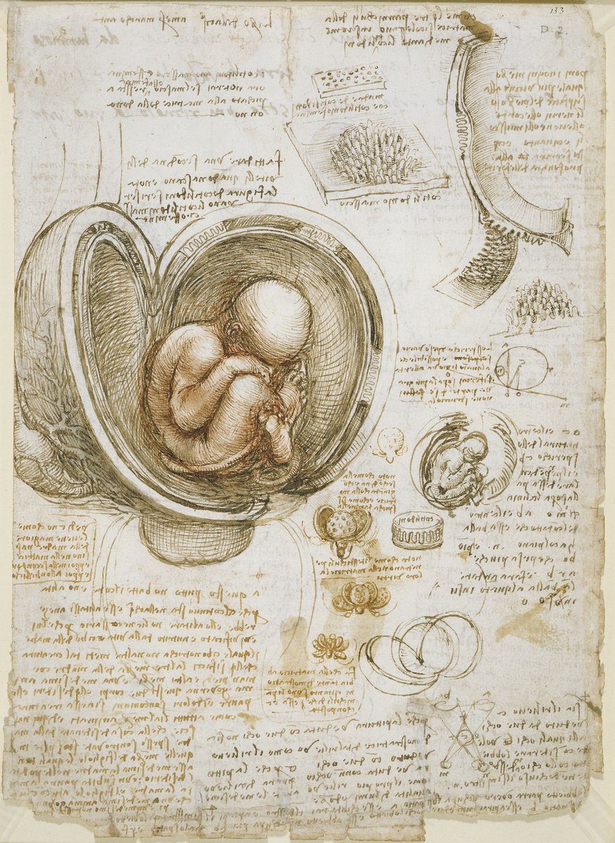 Leonardo da Vinci, studia płodu w macicy (ok. 1510) — pionierski rysunek anatomiczny u źródła pytania o status moralny embrionu · źródło: Leonardo da Vinci, Wikimedia Commons, domena publiczna