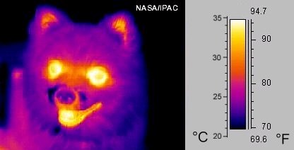 Termogram (obraz w podczerwieni) psa: kamera termowizyjna „widzi" promieniowanie cieplne ciała — cieplejsze obszary jaśnieją. Każde ciało o temperaturze powyżej zera bezwzględnego promieniuje. · źródło: NASA/IPAC, Wikimedia Commons, domena publiczna