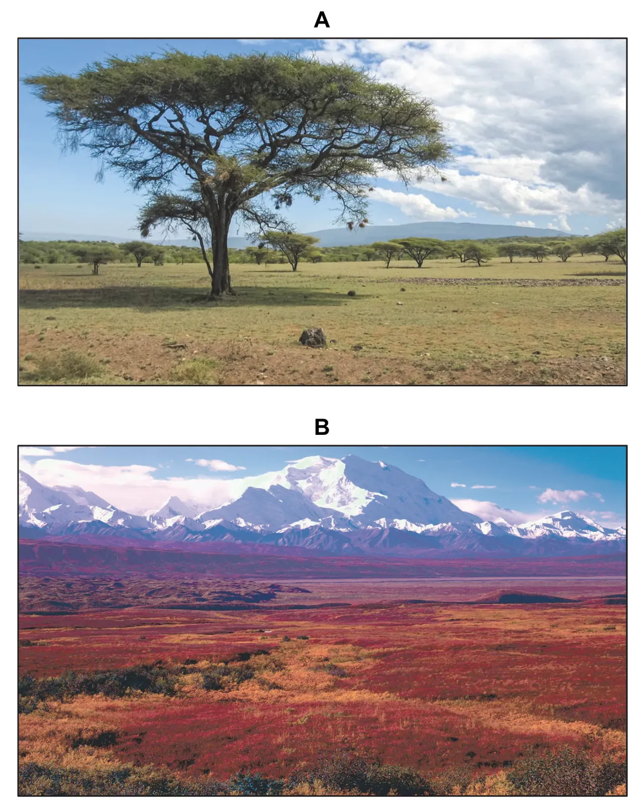 Zadanie 16/2026 (formacje roślinne: A — Etiopia, B — Alaska) · „Na podstawie: www.britannica.com" · CKE · dozwolony użytek (art. 27 pr. aut.)