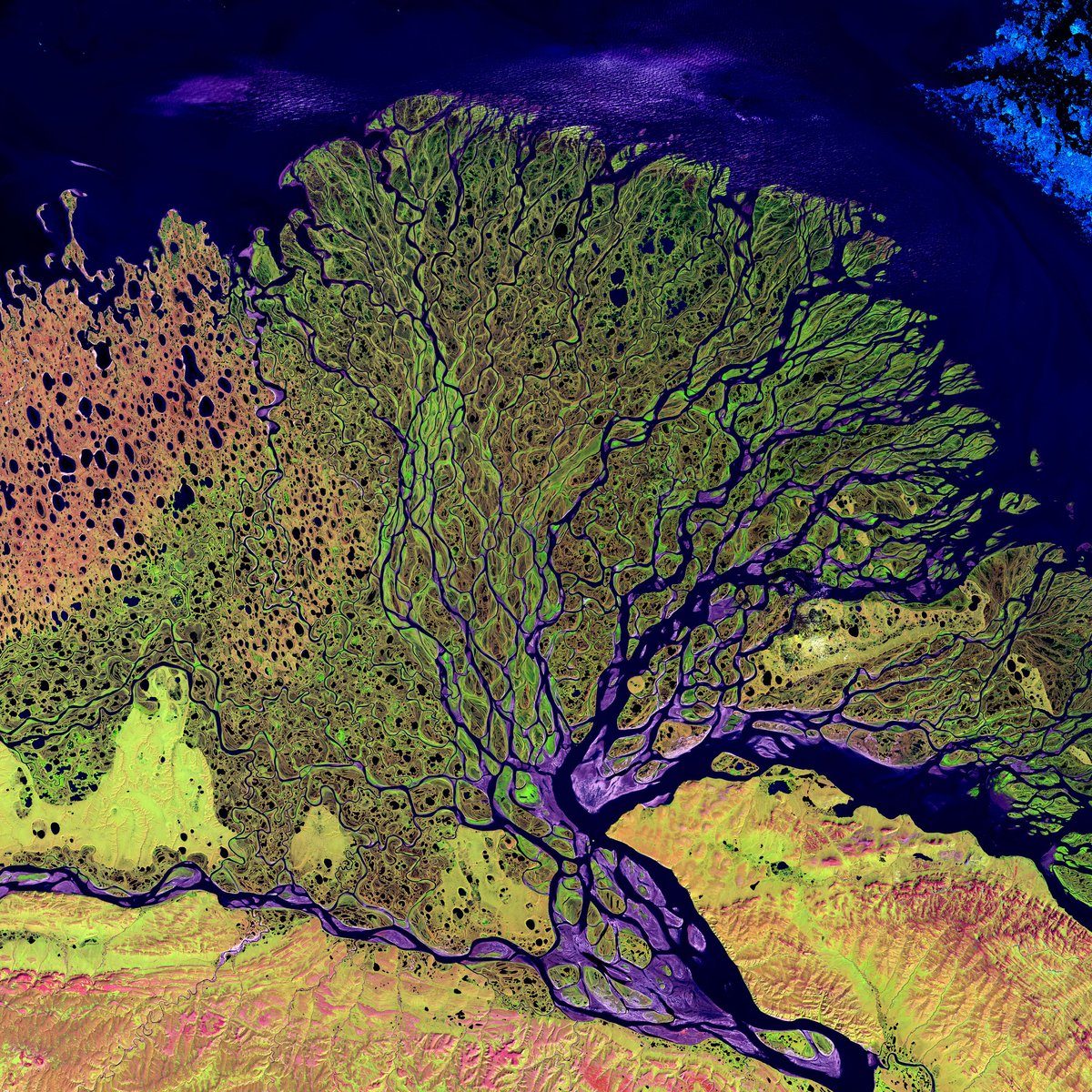 Delta Leny (Syberia) zarejestrowana przez satelitę Landsat 7: teledetekcja pozwala obserwować całe regiony Ziemi z orbity, w barwach umownych podkreślających roślinność i wodę. · źródło: NASA, Wikimedia Commons, domena publiczna