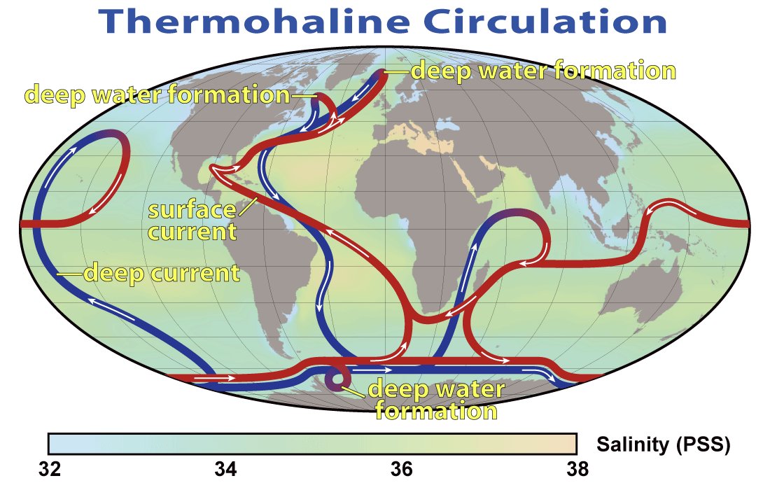 Cyrkulacja termohalinowa — globalna „taśma przenośnikowa" oceanów: zimna, słona, gęsta woda opada w Atlantyku Północnym i wędruje przy dnie (niebieskie), a ciepłe prądy powierzchniowe (czerwone) wracają ku biegunom. · źródło: Robert Simmon (NASA), Wikimedia Commons, domena publiczna