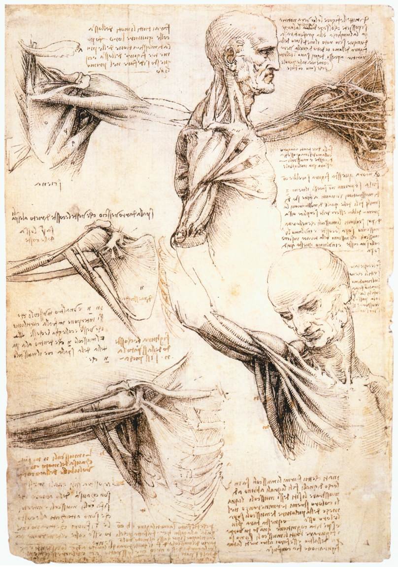 Leonardo da Vinci, studium anatomiczne barku — linia modelująca: kreskowanie i szrafura krzyżowa budują objętość i cień bez koloru · źródło: Leonardo da Vinci, Wikimedia Commons, domena publiczna